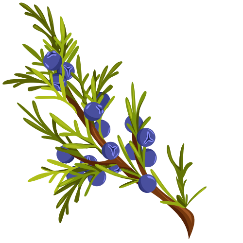 Juniper Icon